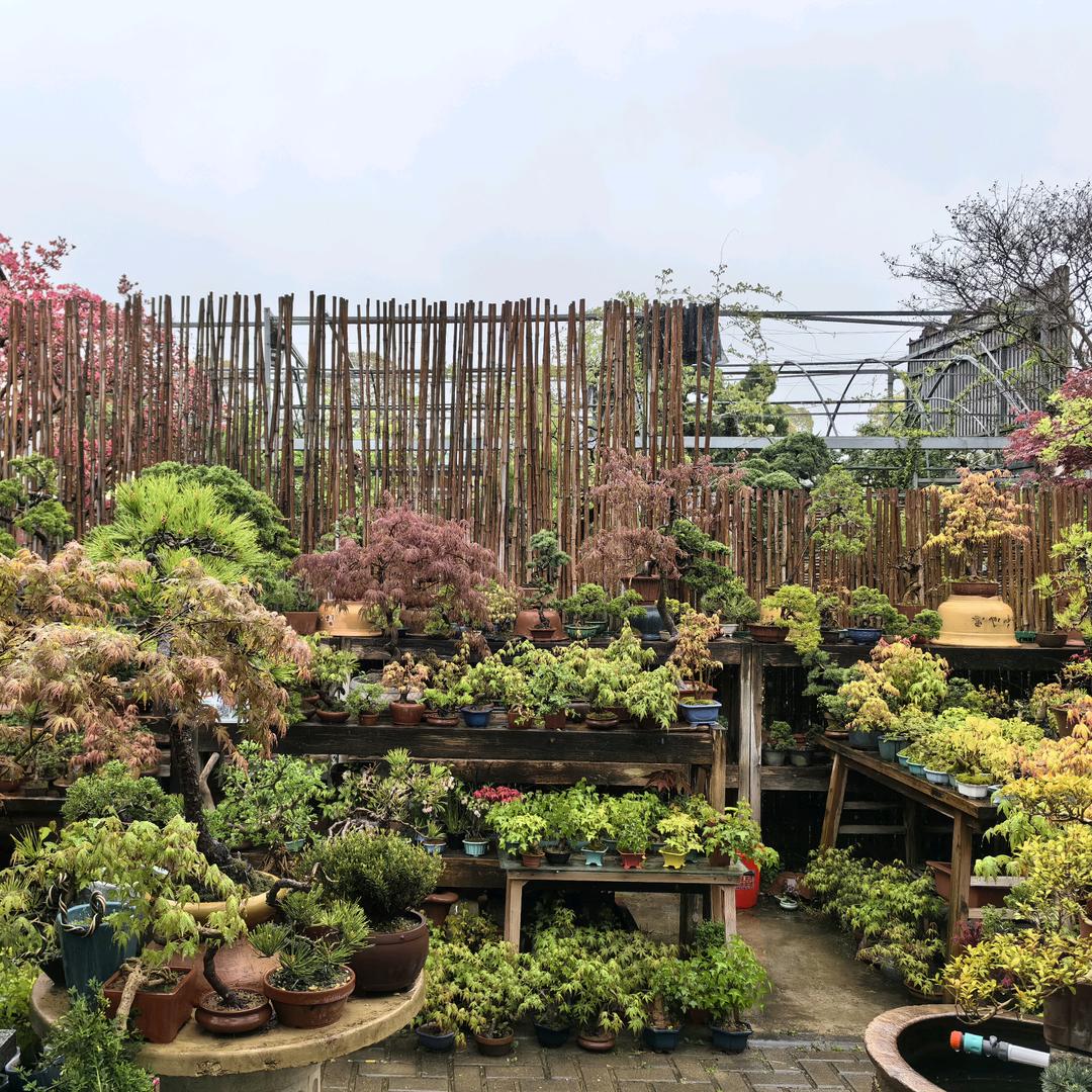 静花