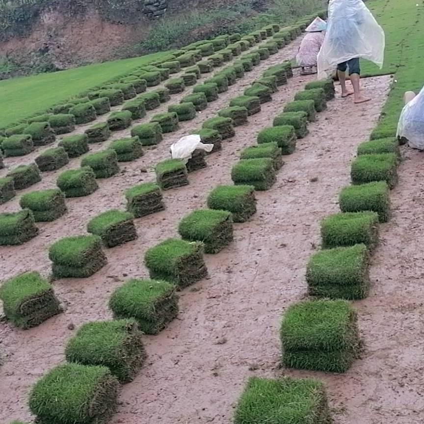 重庆富茂园林（维维）