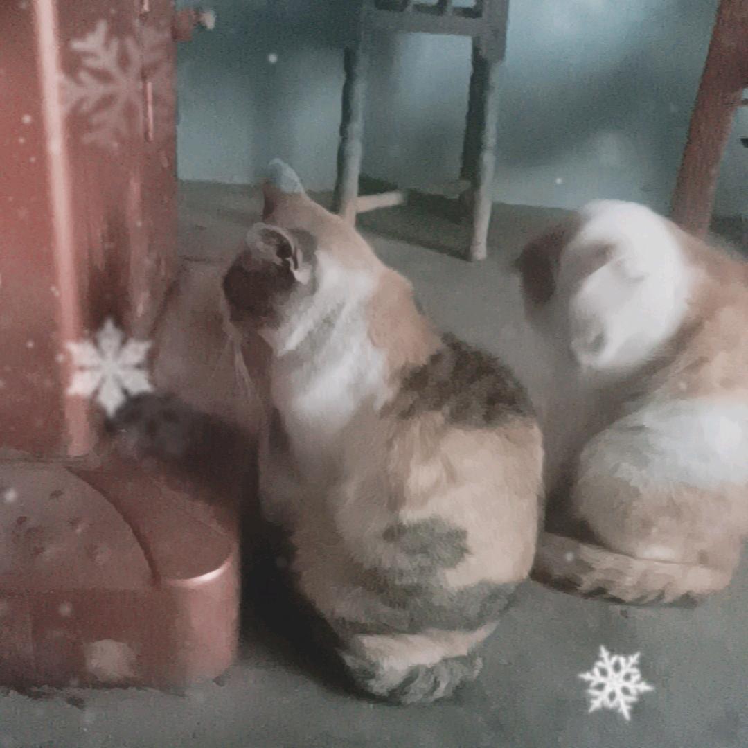 单身的人