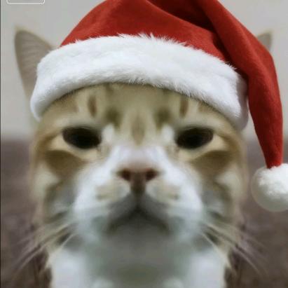 猫反八(冲5w粉求推荐版)