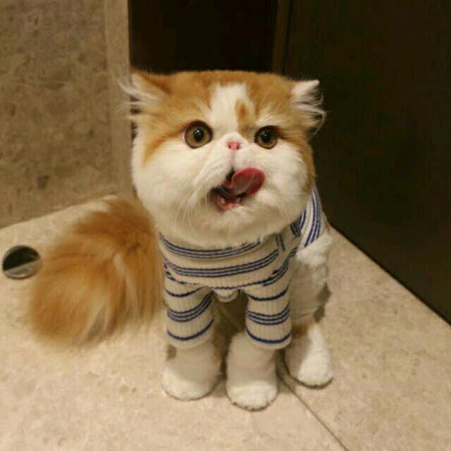 小成