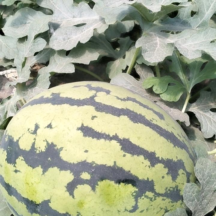 河北保定西瓜代收代发