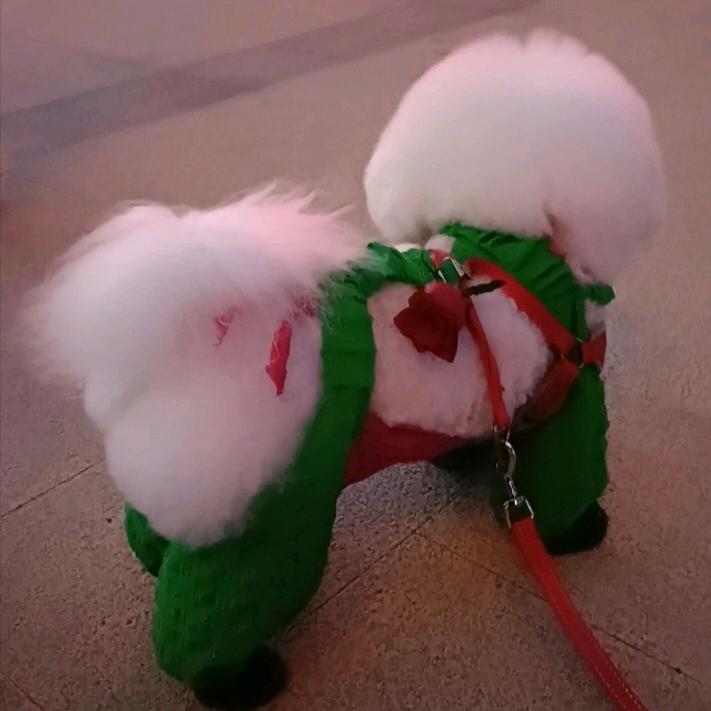 梁小白手工宠物衣服