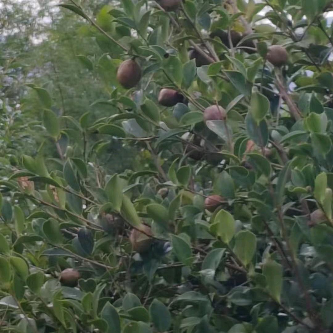 茶油教育课堂