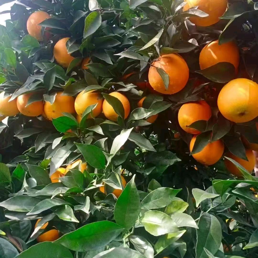 ❤🌹开心就好🌹❤