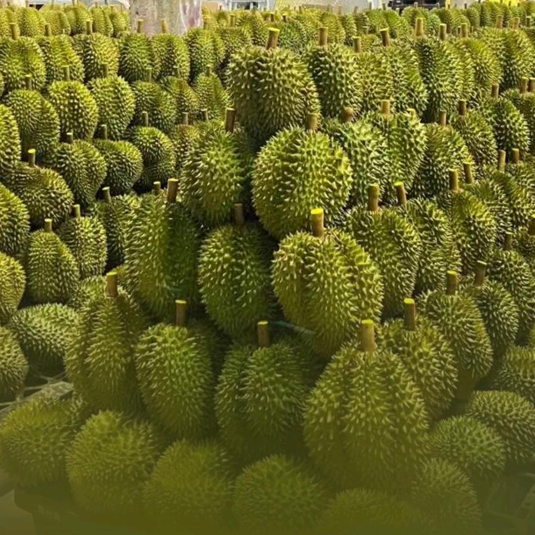 生鲜传奇榴莲select