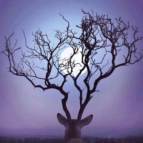 林深🦌鹿