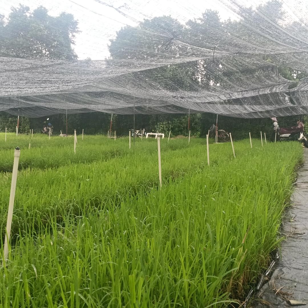 水果甘蔗种经苗，组培直种苗基地