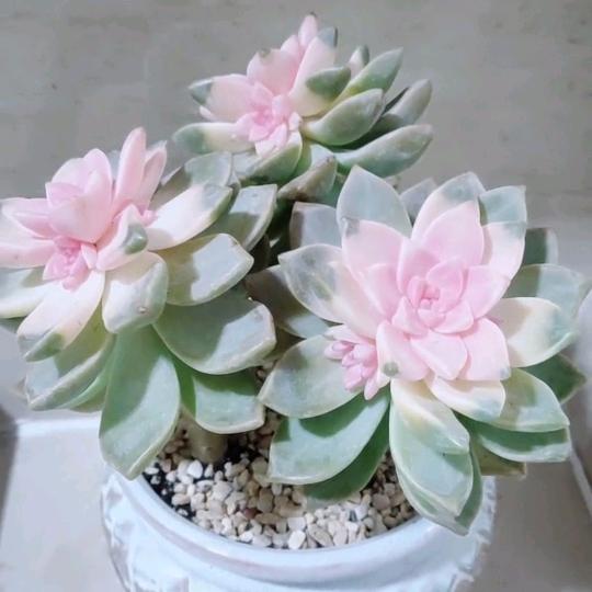 🌸梅子🌸