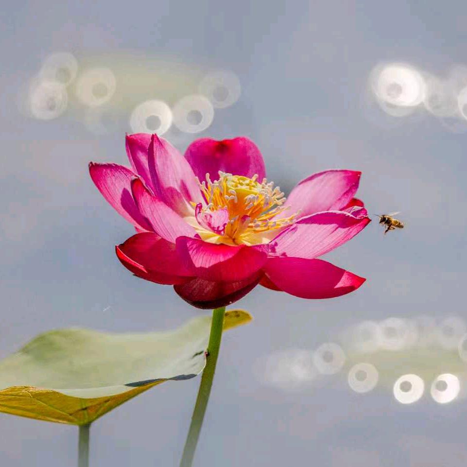 清泉