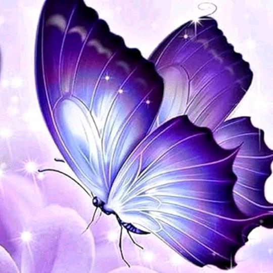 紫蝴蝶