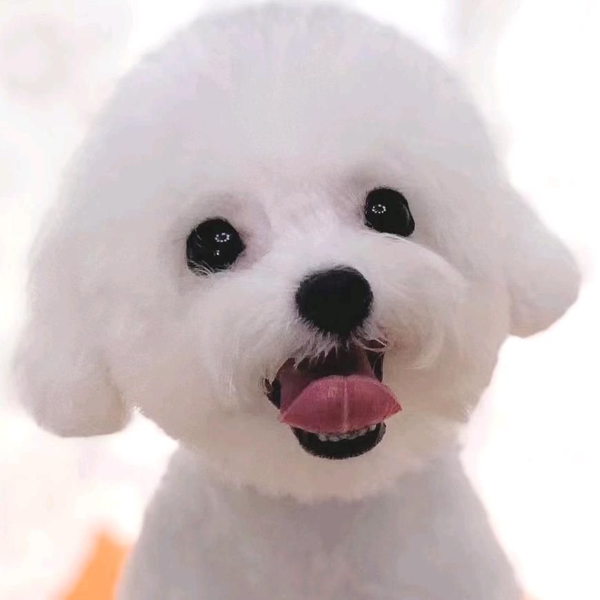 养狗就来长垣茗宠