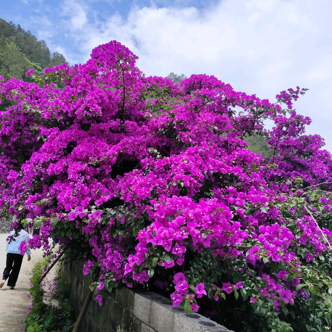 心想事成，，杨，