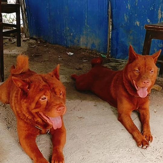 缘近五红犬舍