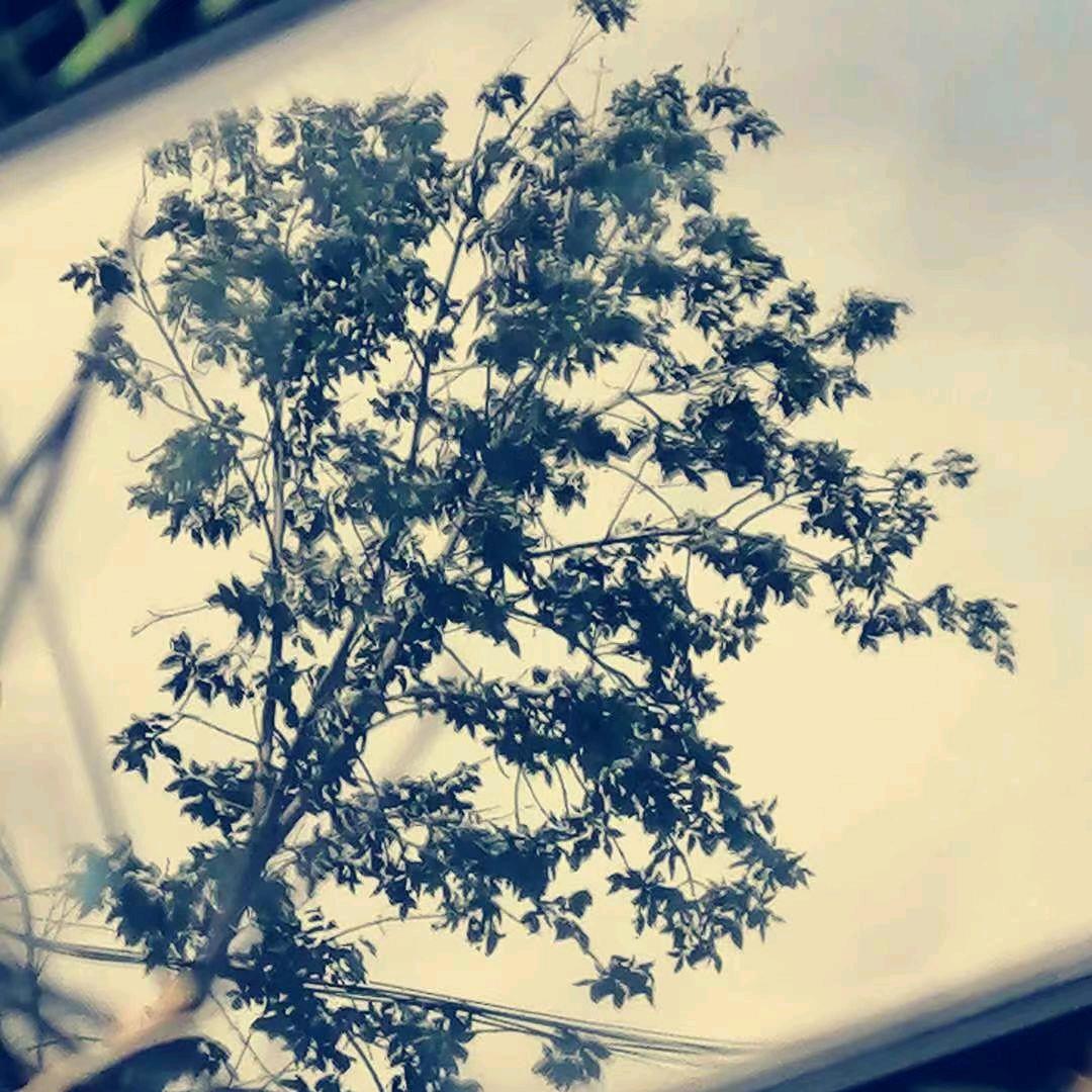 上班焦 吕先生