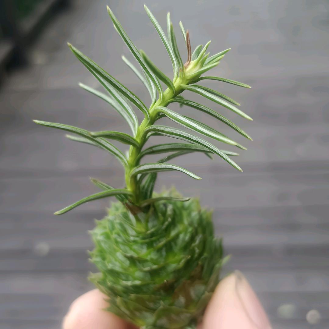 逍遥