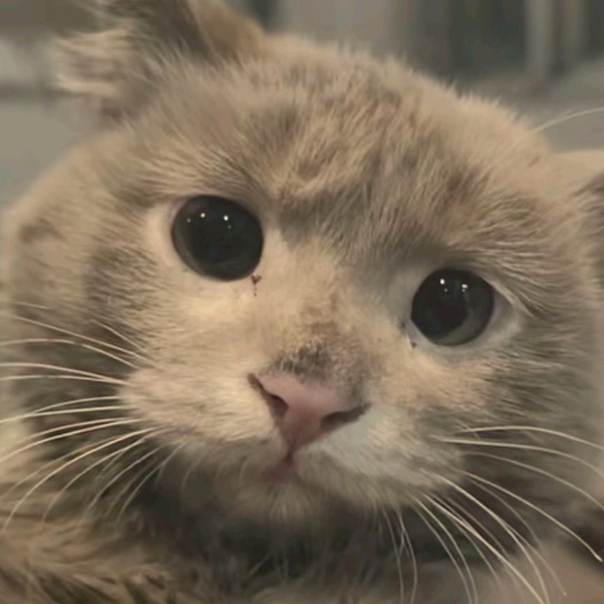 你好呀(〃ω〃)ﾉ