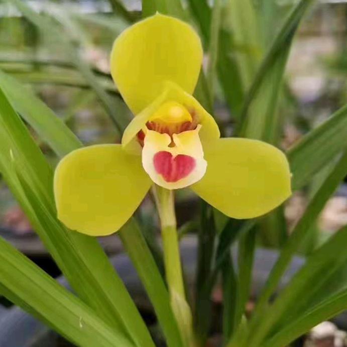 兰香花卉