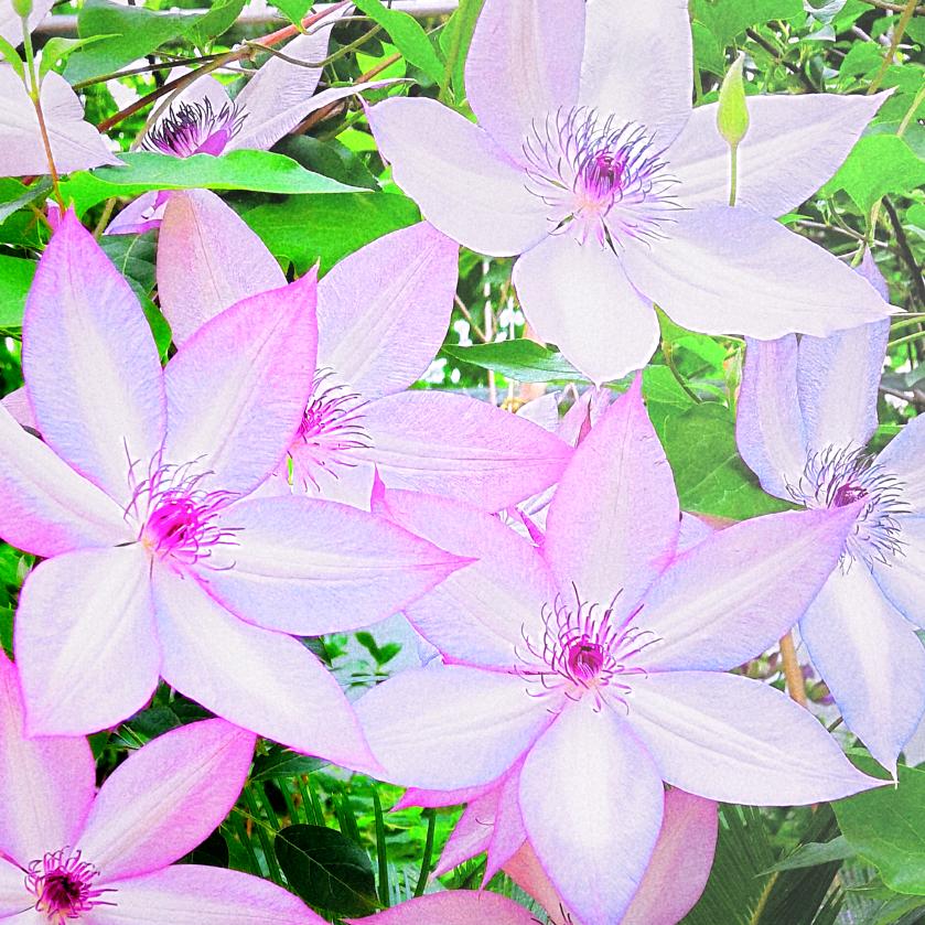 香草