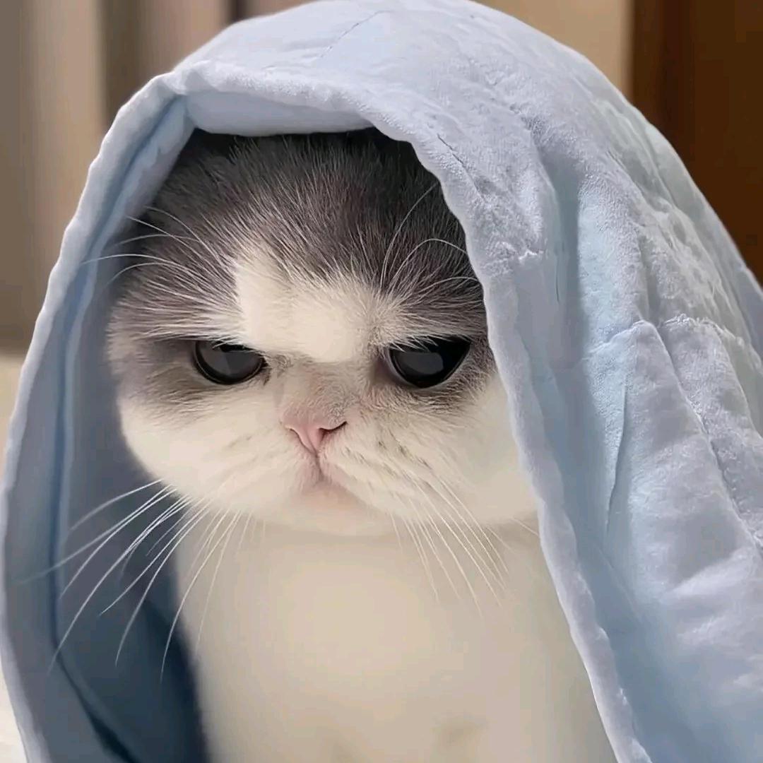 一只可爱猪。