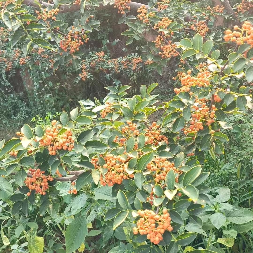 韩城花椒老张头