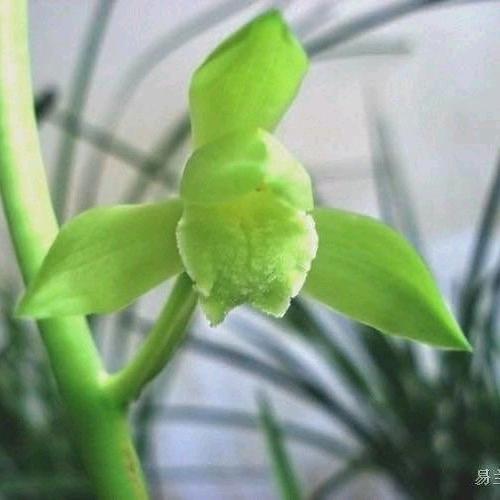 戴着老花看直播