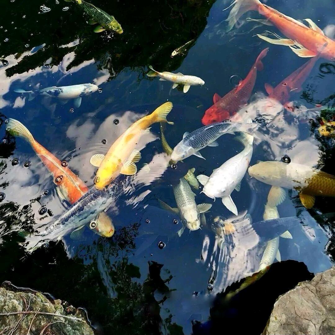 锦盛鳞水族用品