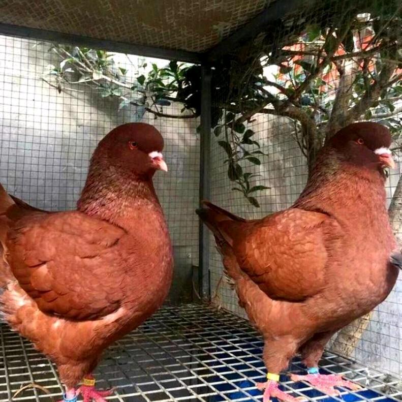 希铧吉宠物养殖