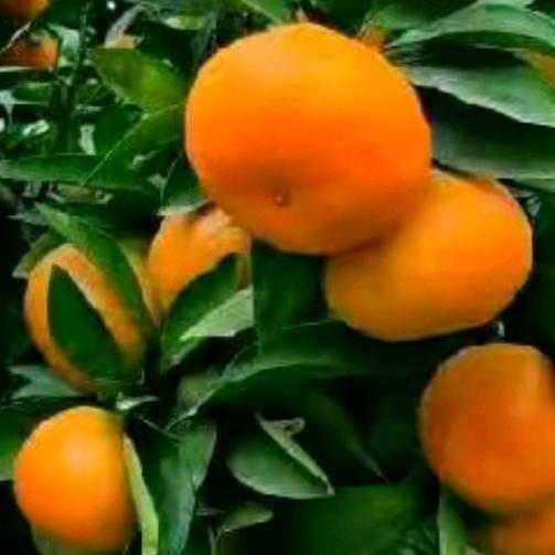 天天好心情🌹🌹🌹🌹🌹🌹