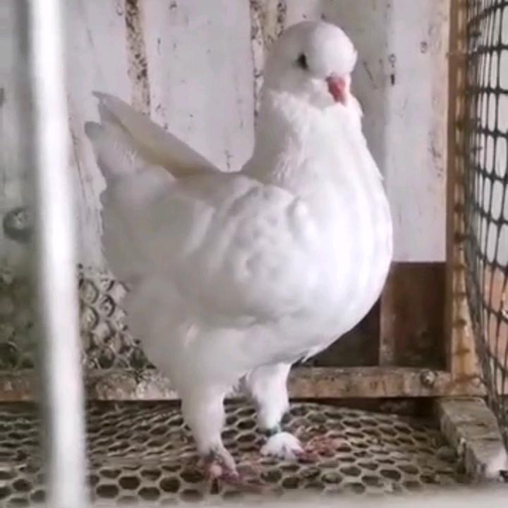 开封小孟观赏鸽