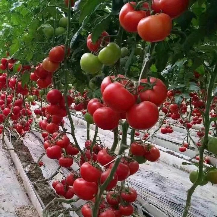 山东春城园艺有限公司
