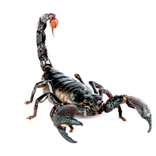 强制：妖孽人生