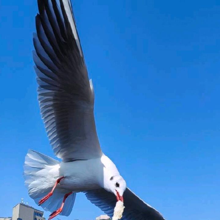 秦哥