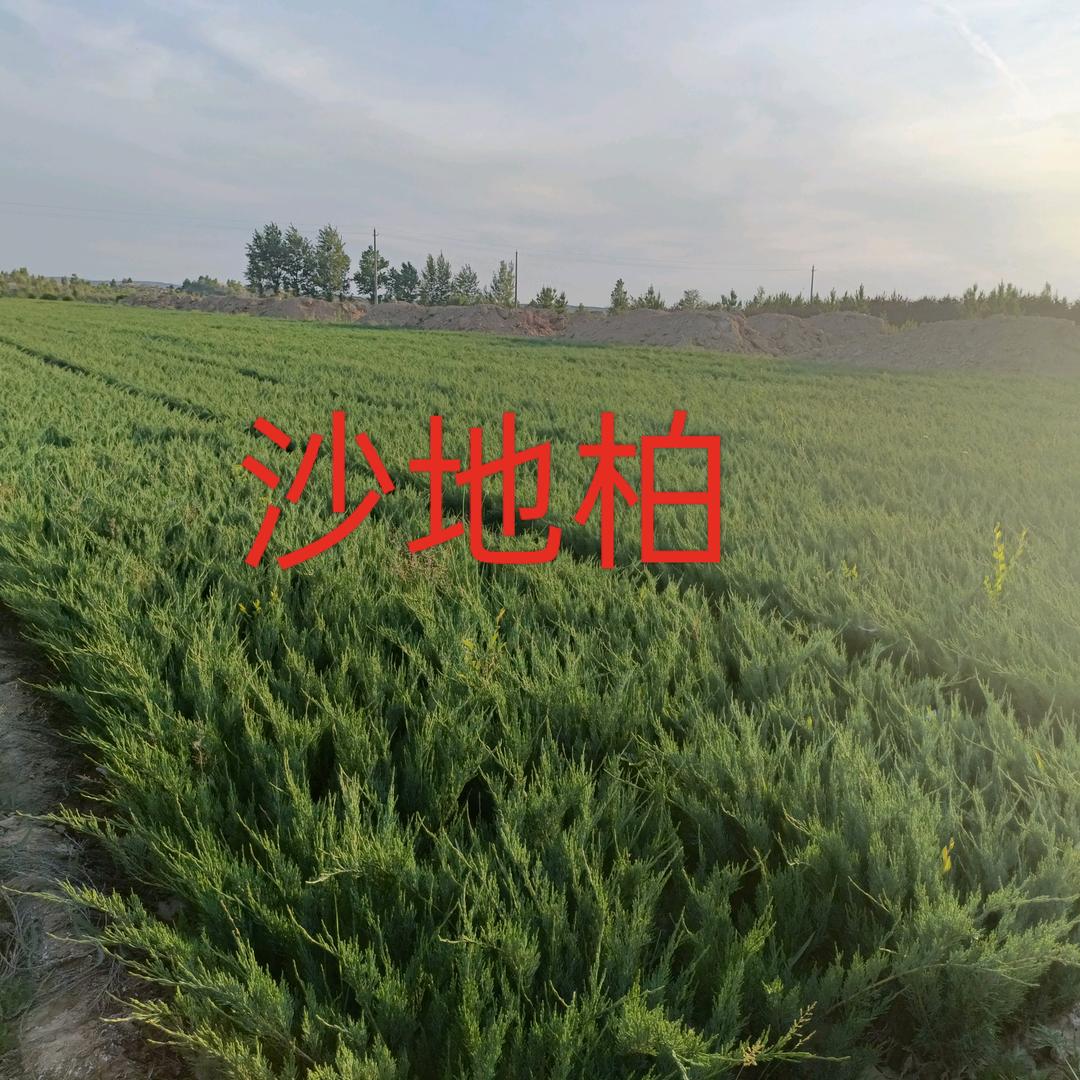 榆林沙地柏