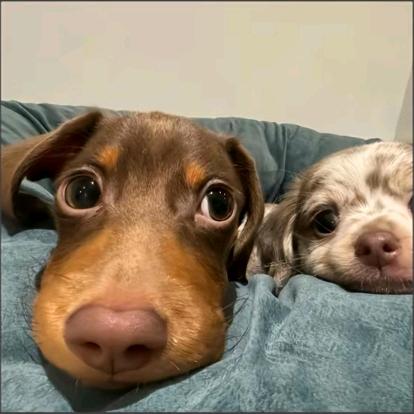 你也想看长岛雪