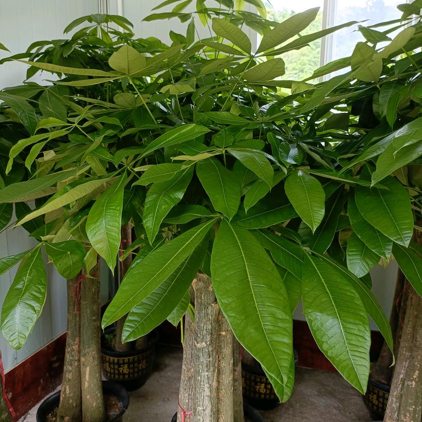 风的季节！