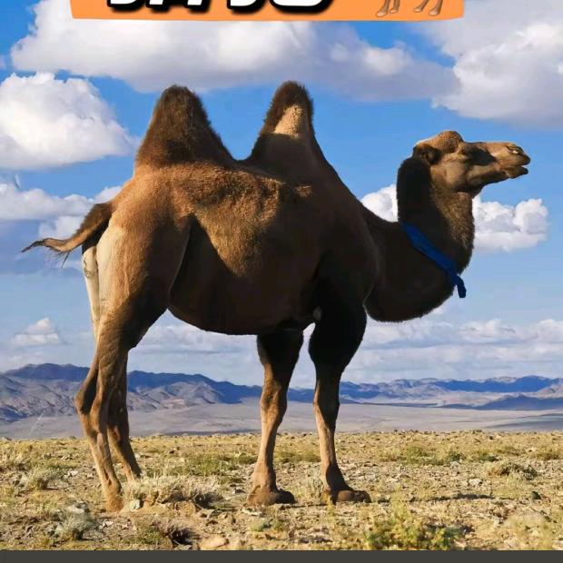 鹏思富驼乳2号厂家