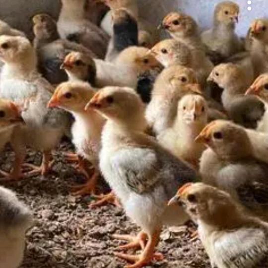 光中宇氏鸡苗（手工挂面）