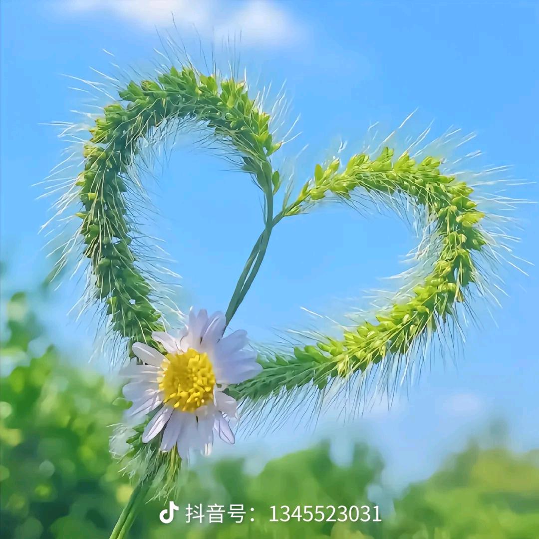 💕᭄养乐多～晨晨🕊