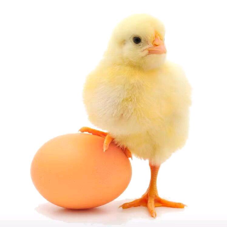 afsfw