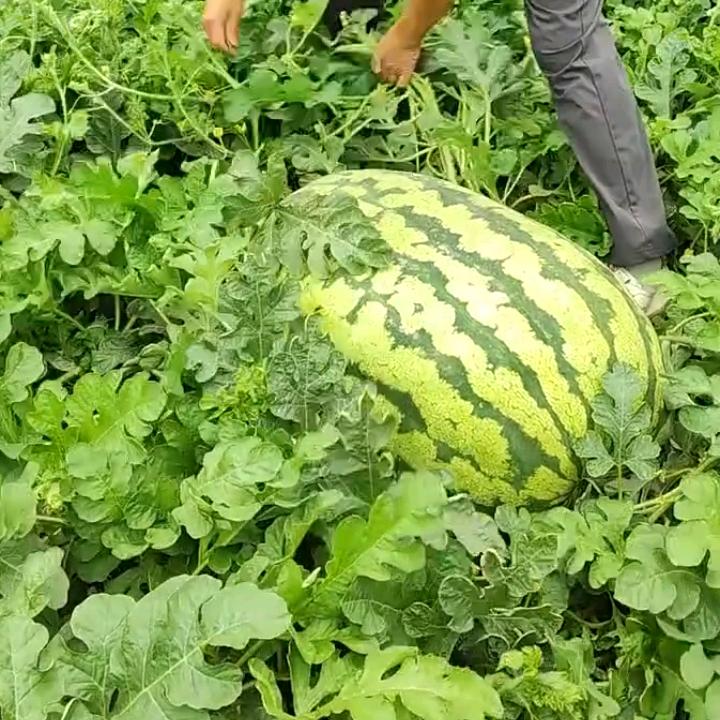 九九归一遇佛坨