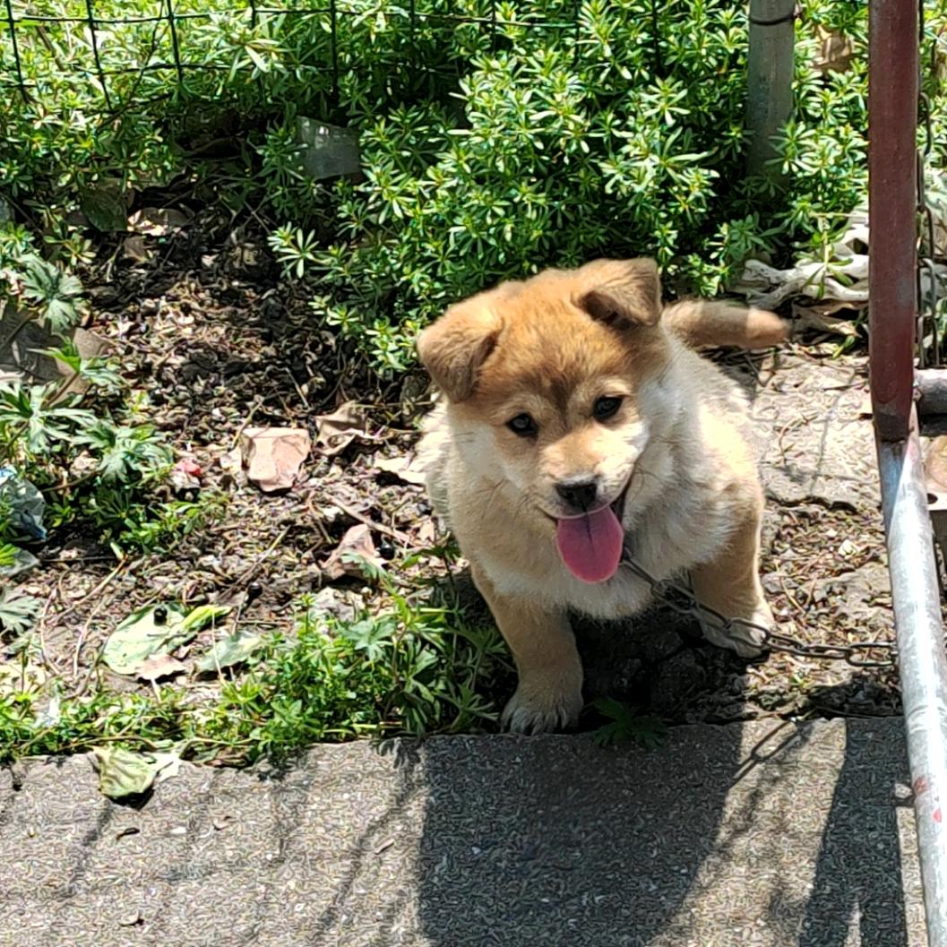 传绶顾小林
