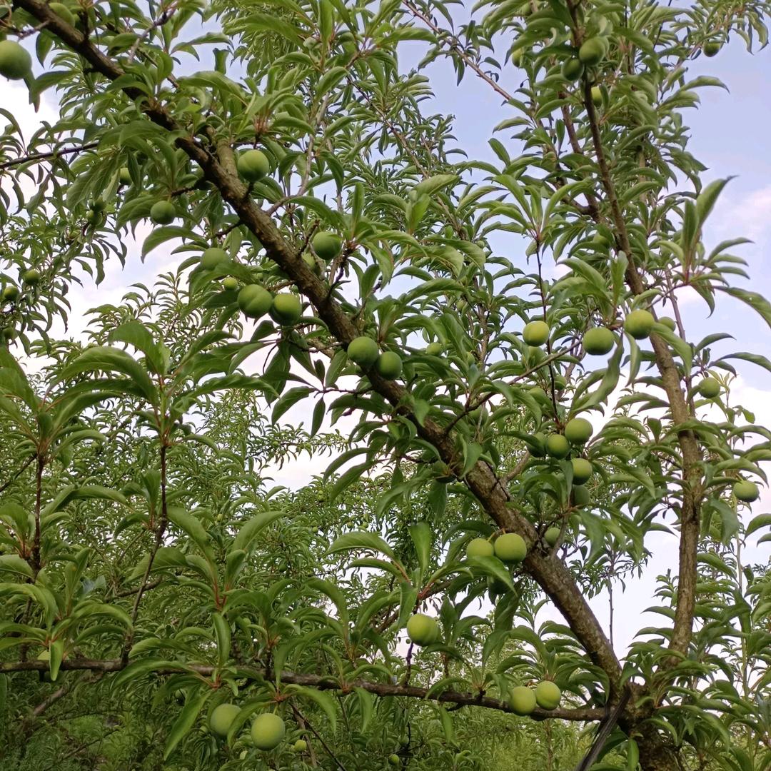 兄弟烧椒牛肉地摊火锅【凯里店】