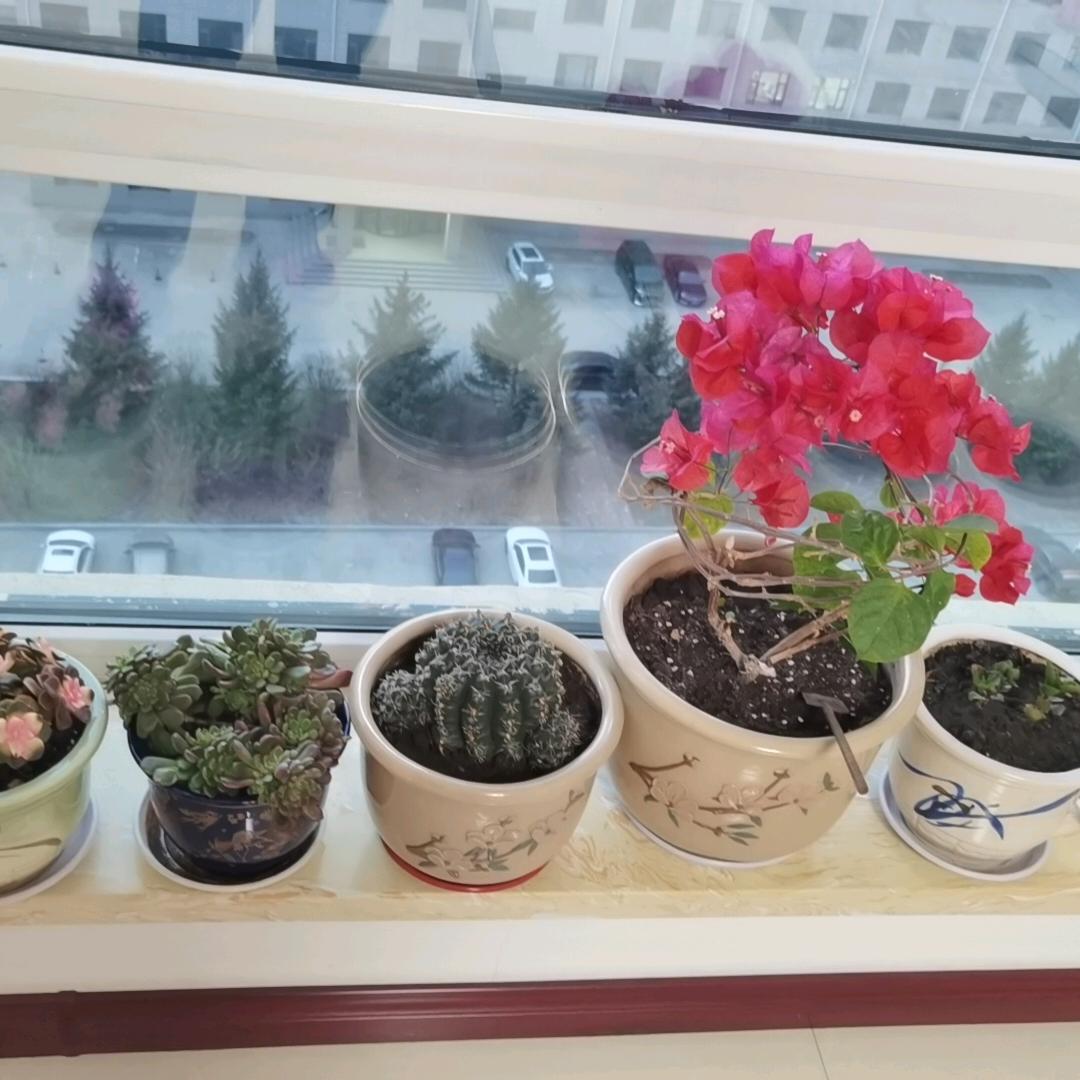 彩云