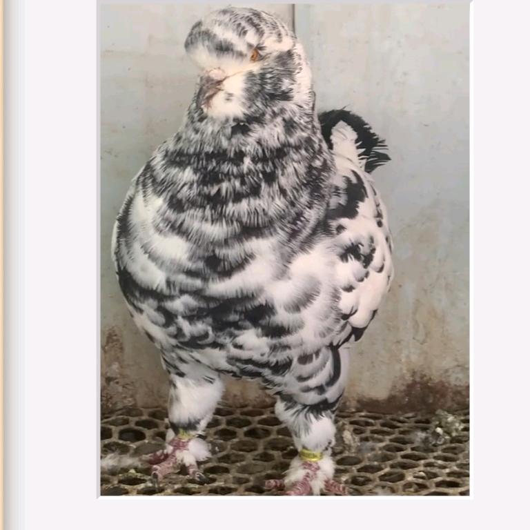 会宁二娃观赏鸽