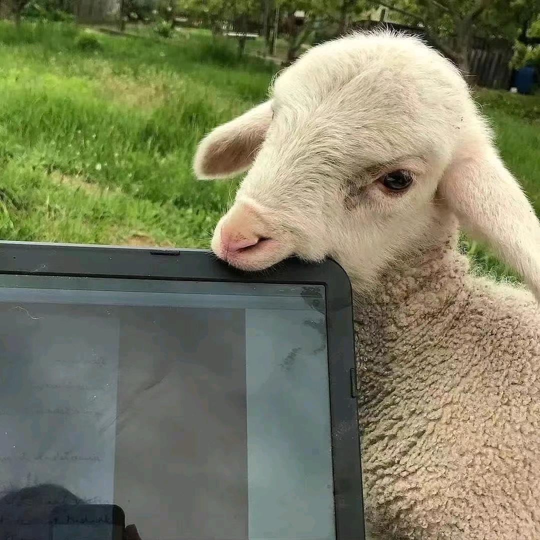 赵🐑🐑