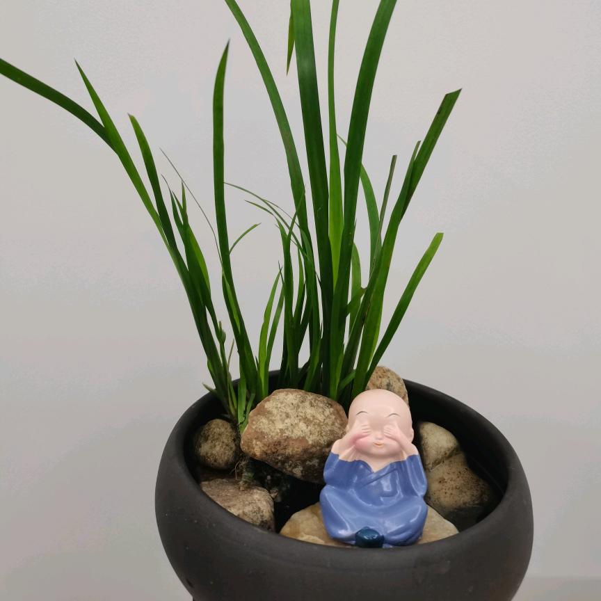 百蕊园艺花卉