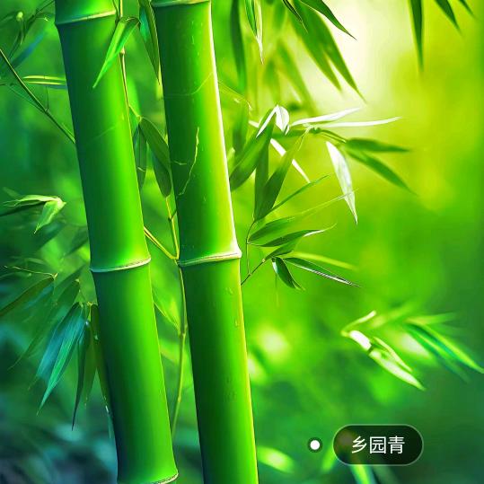 竹韵清风