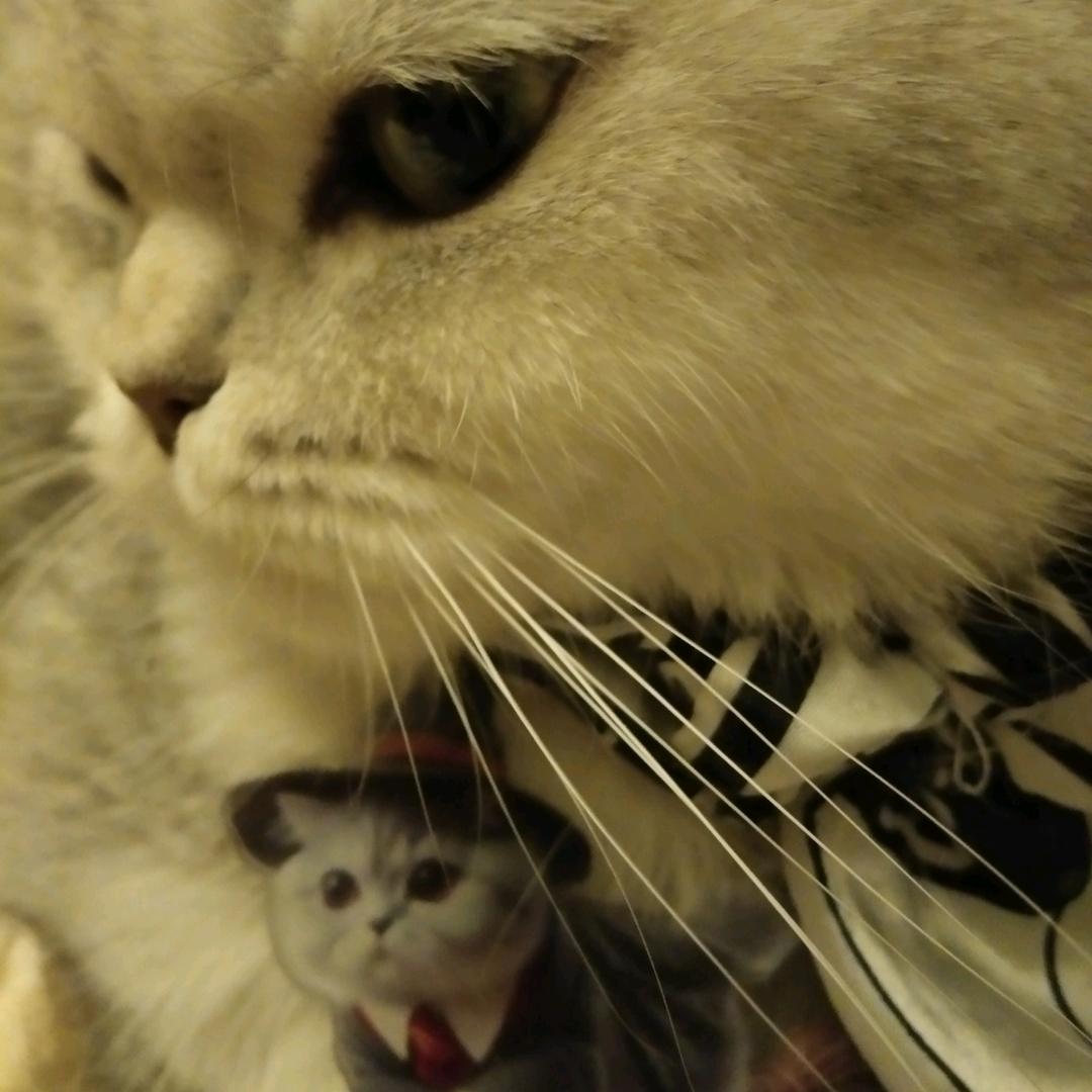 猴子没尾巴🉐咪咪和猫猫