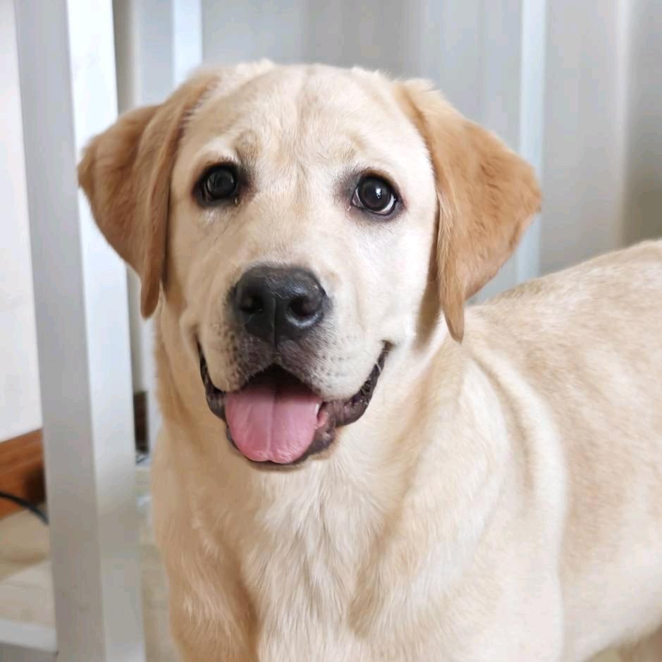 陈小皮·宠物零食